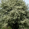 Sorbus Intermedia, Schwedische Mehlbeere