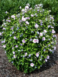 Hibiscus Syriacus 'Souvenir De Charles Breton', Hibiskus 4 Hibiscus Syriacus 'Souvenir De Charles Breton', Hibiskus -Gartenbedarfs Geschäft souvenir de charles breton 1280x1280