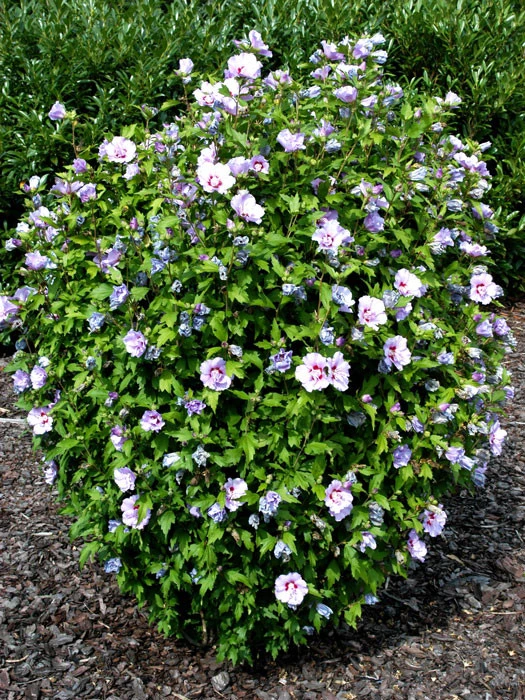 Hibiscus Syriacus 'Souvenir De Charles Breton', Hibiskus 2 Hibiscus Syriacus 'Souvenir De Charles Breton', Hibiskus – Bild 2