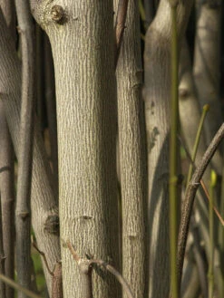 Staphylea Pinnata, Gemeine Pimpernuss -Gartenbedarfs Geschäft staphylea pinnata 1280x1280