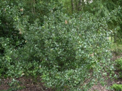 Gartenbedarfs Geschäft -Gartenbedarfs Geschäft stechpalme blue angel 1280x1280