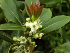 Ilex Aquifolium, Gemeine Stechpalme, Hülse 11 Ilex Aquifolium, Gemeine Stechpalme, Hülse -Gartenbedarfs Geschäft stechpalme 1280x1280