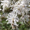 Magnolia Stellata, Sternmagnolie