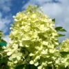 Hydrangea Paniculata 'Limelight'®, Rispen-Hortensie