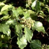 Hedera Helix 'Arborescens', Strauch-Efeu