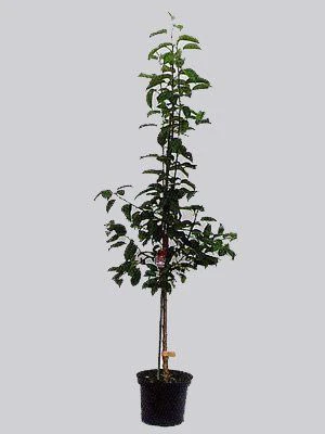 Süßkirsche Sunburst 2 Süßkirsche Sunburst – Bild 2