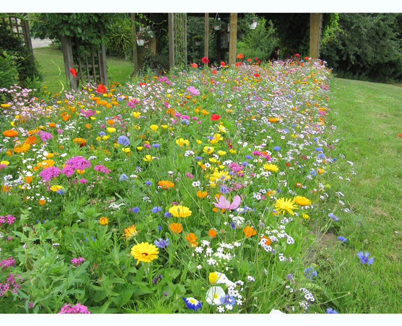 Blumenwiese - Super Premium Mischung 1 Blumenwiese - Super Premium Mischung