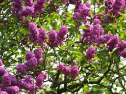 Syringa Vulgaris 'Charles Joly', Edel-Flieder -Gartenbedarfs Geschäft syringa charles joly 1280x1280