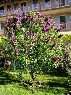 Syringa Vulgaris 'Andenken An Ludwig Späth' -Gartenbedarfs Geschäft syringa ludwig spaeth55599f4a6ec44 1280x1280