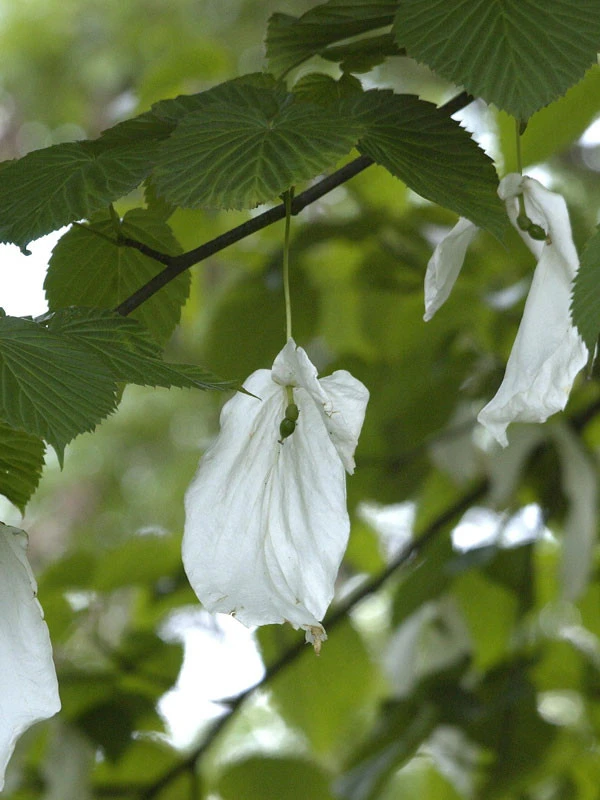 Davidia Involucrata Vilmoriniana, Taschentuchbaum 3 Davidia Involucrata Vilmoriniana, Taschentuchbaum – Bild 3
