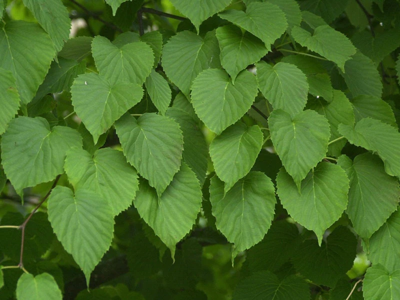 Davidia Involucrata Vilmoriniana, Taschentuchbaum 6 Davidia Involucrata Vilmoriniana, Taschentuchbaum – Bild 6