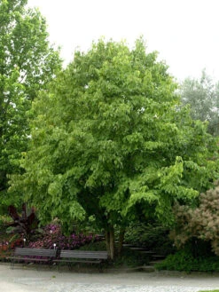 Davidia Involucrata Vilmoriniana, Taschentuchbaum
