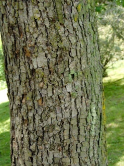 Davidia Involucrata Vilmoriniana, Taschentuchbaum 10 Davidia Involucrata Vilmoriniana, Taschentuchbaum -Gartenbedarfs Geschäft taschentuchbaum 1280x1280