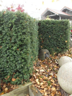 Taxus Media 'Hillii', Männliche Becher-Eibe -Gartenbedarfs Geschäft taxus hillii pflanze55599f2c60b6a 1280x1280