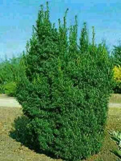 Taxus Baccata 'Overeynderi' -Gartenbedarfs Geschäft taxus overeynderi k55599b6ed770e 1280x1280