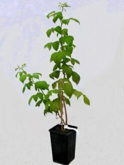 Him-/Brombeere 'Tayberry Buckingham'® -Gartenbedarfs Geschäft tayberry buckingham topf 1280x1280