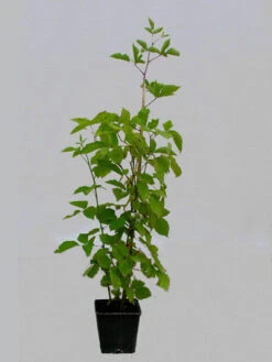 Him-/Brombeere 'Tayberry Medana' -Gartenbedarfs Geschäft tayberry medana topf 1280x1280