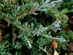Juniperus Horizontalis 'Blue Chip', Teppichwacholder -Gartenbedarfs Geschäft teppichwacholder blue chip55599f519abe5 1280x1280