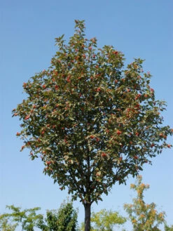 Sorbus Thuringiaca 'Fastigiata', Thüringische Säulen-Eberesche - Hochstamm 6 Sorbus Thuringiaca 'Fastigiata', Thüringische Säulen-Eberesche - Hochstamm -Gartenbedarfs Geschäft thueringer eberesche 1280x1280