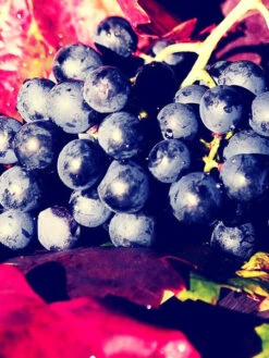 Kernlose Tafeltraube Venus ® -Gartenbedarfs Geschäft traube venus 1280x1280