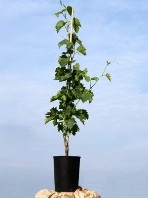 Kernlose Tafeltraube Romulus 2 Kernlose Tafeltraube Romulus – Bild 2