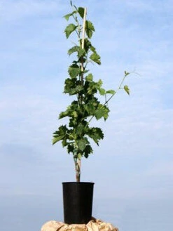 Kernarme Tafeltraube New York Muscat -Gartenbedarfs Geschäft traubenrebe55599c4c50b1c 1280x1280