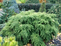 Tsuga Canadensis 'Jeddeloh', Zwerg-Hemlocktanne -Gartenbedarfs Geschäft tsuga jeddeloh strauch 1280x1280