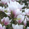 Magnolia Soulangiana, Tulpen-Magnolie