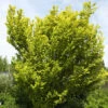 Ulmus Carpinifolia 'Wredei', Goldulme
