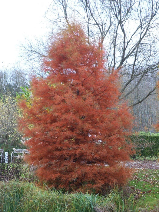 Metasequoia Glyptostroboides, Urweltmammutbaum 3 Metasequoia Glyptostroboides, Urweltmammutbaum – Bild 3