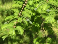 Metasequoia Glyptostroboides, Urweltmammutbaum 5 Metasequoia Glyptostroboides, Urweltmammutbaum -Gartenbedarfs Geschäft urweltmammutbaum nadeln55599ba540fdc 1280x1280