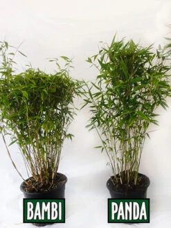 Fargesia Murielae 'Panda', Schirmbambus -Gartenbedarfs Geschäft vergleich bambus panda bamb5a30ecb28375a 1280x1280