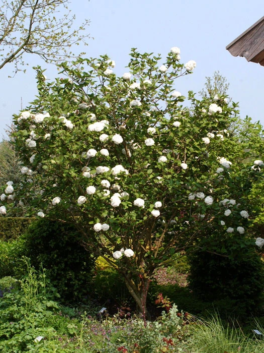 Viburnum Carlcephalum, Großblumiger Duft-Schneeball 3 Viburnum Carlcephalum, Großblumiger Duft-Schneeball – Bild 3
