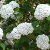 Viburnum Carlcephalum, Großblumiger Duft-Schneeball