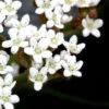 Viburnum Davidii, Kissenschneeball