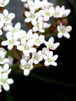 Viburnum Davidii, Kissenschneeball