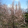 Viburnum Bodnantense 'Dawn', Winterschneeball