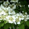 Viburnum Plicatum Tomentosum, Filziger Schneeball