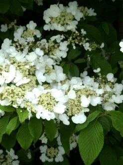 Gartenbedarfs Geschäft 22 Viburnum Plicatum Tomentosum, Filziger Schneeball