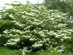 Gartenbedarfs Geschäft -Gartenbedarfs Geschäft viburnum plicatum 1280x1280