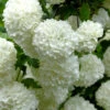 Viburnum Opulus 'Roseum', Echter Schneeball
