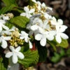 Viburnum Plicatum 'Watanabe', Japanischer Zwerg-Schneeball