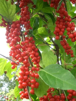 Chinesische Vitalbeere ® Wu Wei Zi -Gartenbedarfs Geschäft vitalbeere wu wei zi 1280x1280