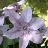 Clematis 'Hagley Hybrid'