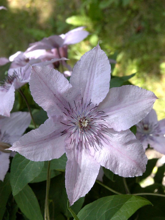 Clematis 'Hagley Hybrid' 1 Clematis 'Hagley Hybrid'