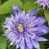 Clematis 'Multi Blue'