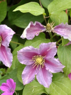 Clematis 'Piilu'