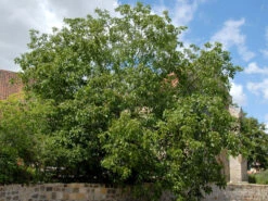 Juglans Regia, Walnuss-Sämling -Gartenbedarfs Geschäft walnuss juglans regia 1 1280x1280