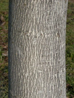 Juglans Regia, Walnuss-Sämling -Gartenbedarfs Geschäft walnuss juglans regia 3 1280x1280