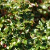 Berberis Verruculosa, Warzenberberitze